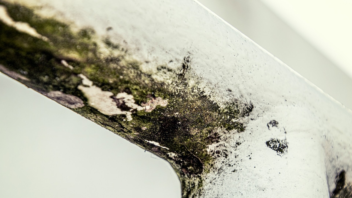 Black Mold Removal Tips for When Flooding & Water Damage Wreak Havoc in Your Home